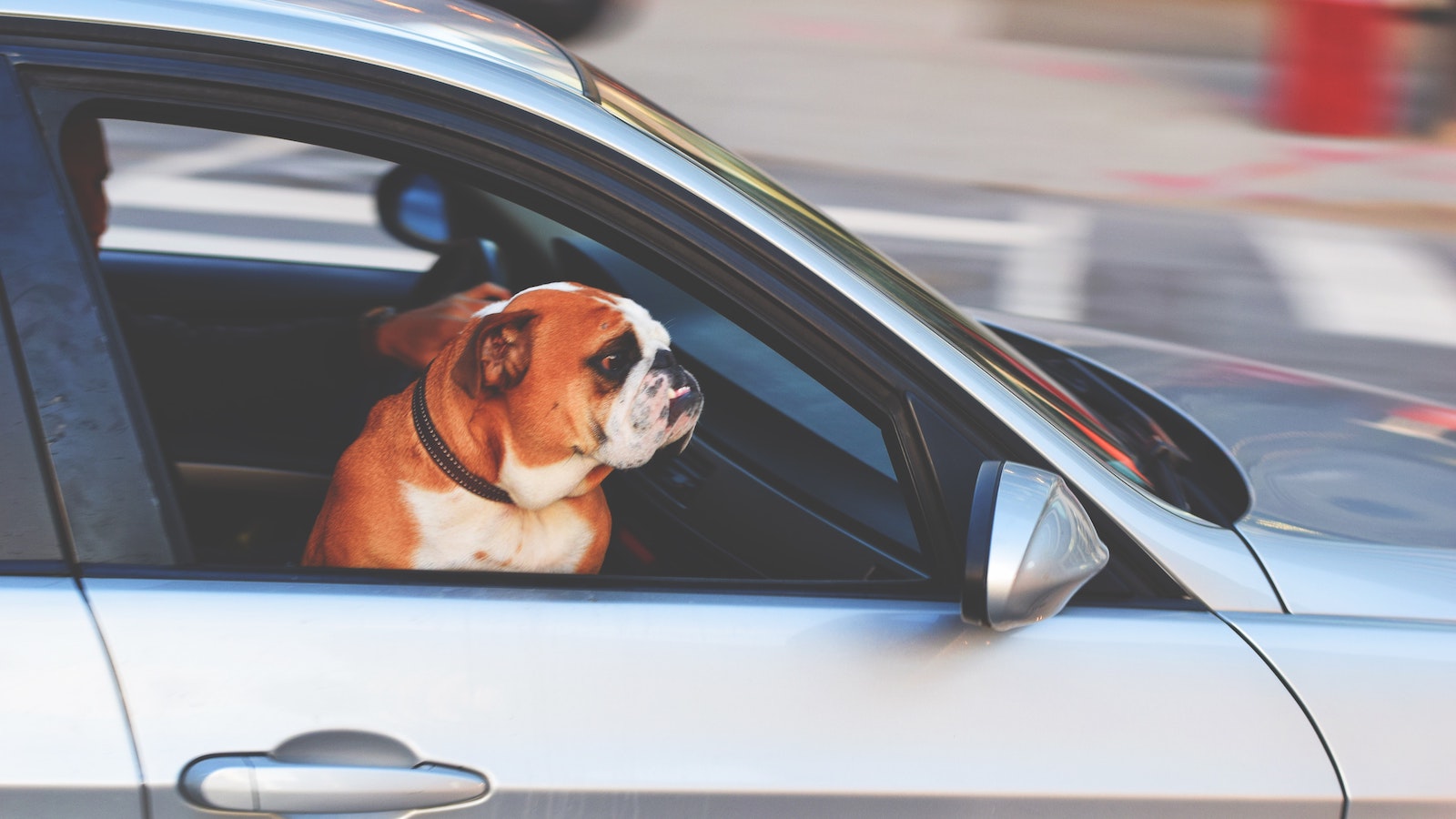 Dog in car