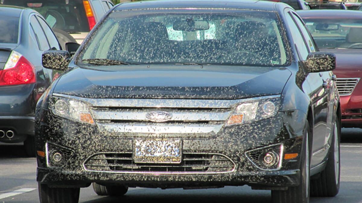 How to Clean Lovebugs From Your Car